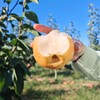 生态秋月梨 | 公平贸易 |*Ecological Autumn Moon Pear 商品缩略图2
