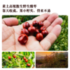 野生酸枣仁膏140G/瓶丨十二小时柴火慢熬 商品缩略图1