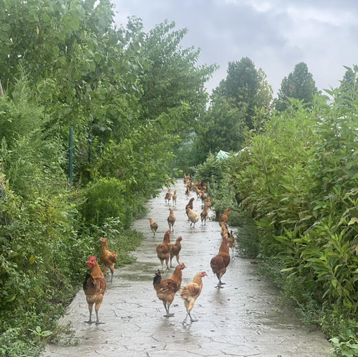 散养(青年公鸡/老母鸡) 商品图5