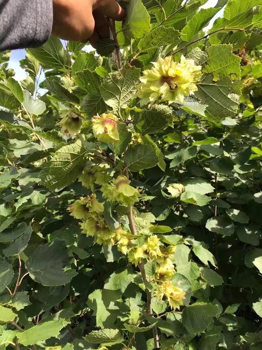 【2025新榛子上市】朝阳喀左野生熟榛子大粒开口4斤装  自然保护区纯野生 不打农药不上化肥 人工精挑细选 出仁率95%以上 全国包邮 商品图7