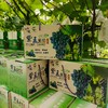 长顺四宝·紫王葡萄5斤(含箱)【GY】 商品缩略图1