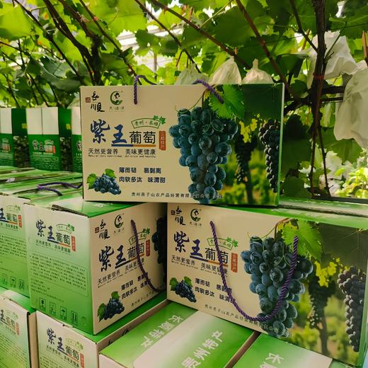 长顺四宝·紫王葡萄5斤(含箱)【GY】 商品图1