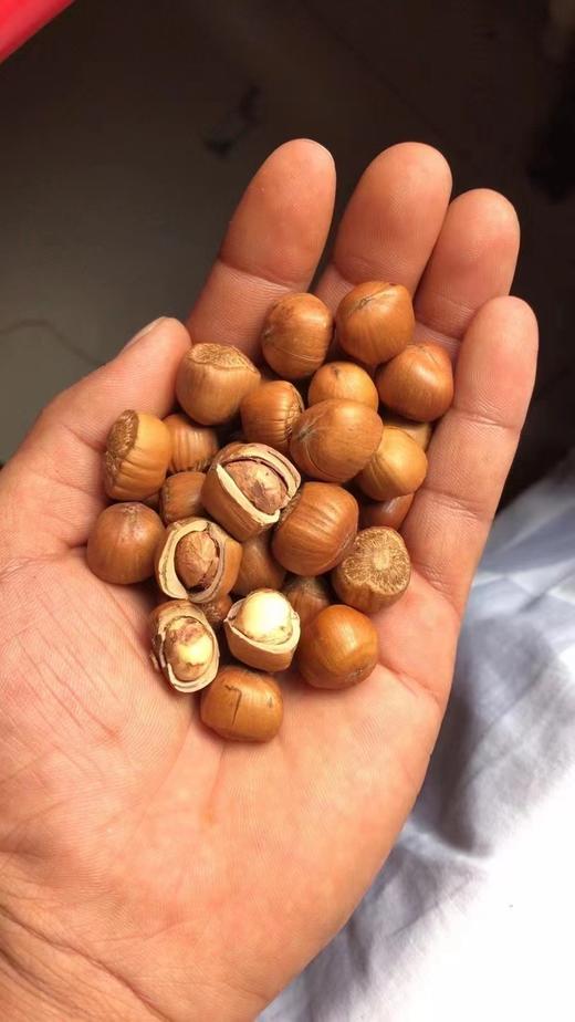 【2025新榛子上市】朝阳喀左野生熟榛子大粒开口4斤装  自然保护区纯野生 不打农药不上化肥 人工精挑细选 出仁率95%以上 全国包邮 商品图2