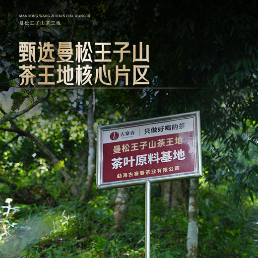 【曼松王子山茶王地】散茶2025年头春头采，挑采曼松茶王地最大最好的几棵古树制成，可以说是整片曼松最好的茶，一共只有几公斤 王者中的顶流蕞接近茶王树的口感！ 商品图1