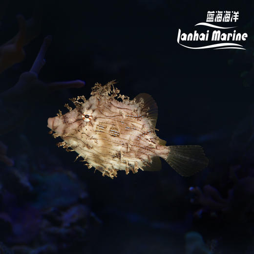 龙须炮弹 商品图0