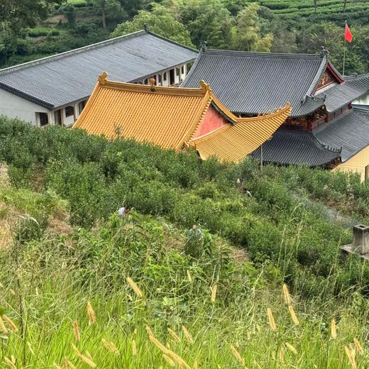 【凤品优选】九鲤禅茶 高山白茶 寿眉 入口清甜 四季皆宜 自种茶园  传统工艺自制 自种 日晒白茶 商品图4