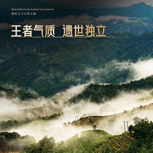 【曼松王子山茶王地】散茶2025年头春头采，挑采曼松茶王地最大最好的几棵古树制成，可以说是整片曼松最好的茶，一共只有几公斤 王者中的顶流蕞接近茶王树的口感！ 商品图3