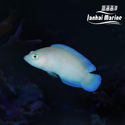 红点草莓 母 商品图0