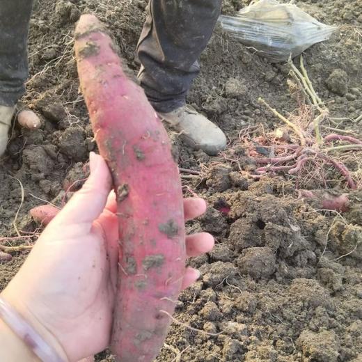 25年宁河红瑶甘薯 商品图9