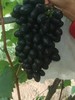 长顺四宝·紫王葡萄5斤(含箱)【GY】 商品缩略图4