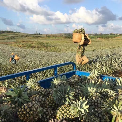 甜果源源 香水菠萝 商品图3