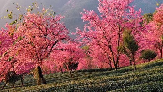 云南腾冲银杏村、和顺古镇、“人神共处之地”丙中洛、神秘独龙江、即将消失的纹面族、三江并流区域、秋那桶村、怒江峡谷、无量山樱花谷12天深度纯玩团 商品图3