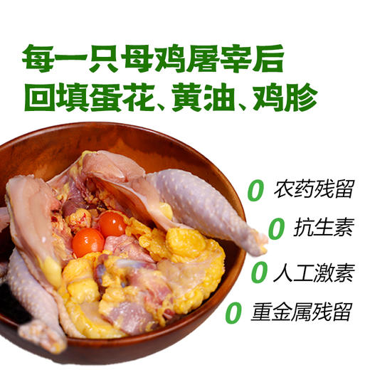 【蛋鲜森❗️黄油老母鸡】养足400天「无抗黄油老母鸡」油黄汤也鲜，不使用激素/0抗生素，谷饲喂养品质更安心，老母鸡2只装(套无抗彩)+650g童子鸡1只装(不套彩)L-d 商品图2