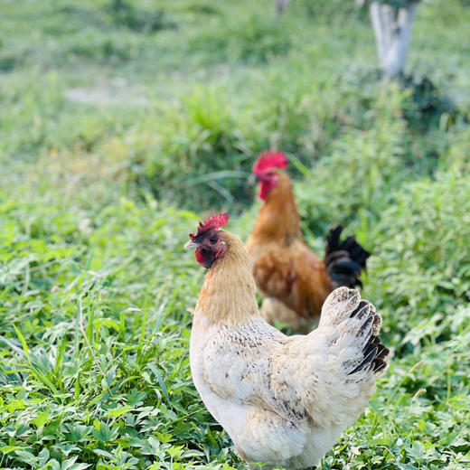 散养(青年公鸡/老母鸡) 商品图0