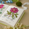 《植物圣经：欧洲传奇花园艾希施泰特花园图谱》植物科普手绘画册-分销 商品缩略图6