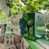 长顺四宝·紫王葡萄5斤(含箱)【GY】 商品缩略图2