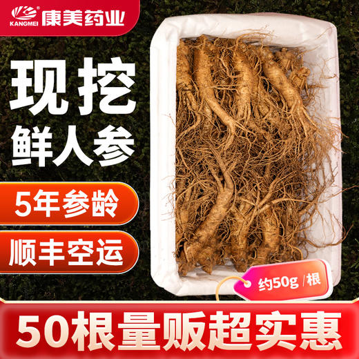 康美药业新开河新鲜人参 吉林新开河顺丰直邮 多规格人参茶饮煲汤送礼自用 商品图3