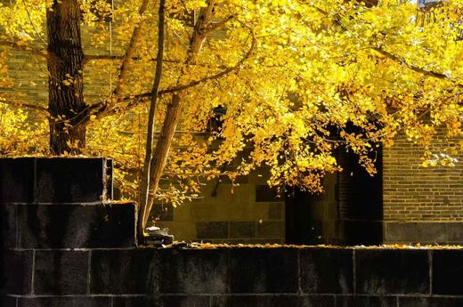 云南腾冲银杏村、和顺古镇、“人神共处之地”丙中洛、神秘独龙江、即将消失的纹面族、三江并流区域、秋那桶村、怒江峡谷、无量山樱花谷12天深度纯玩团 商品图8