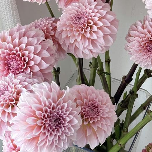 大丽花｜粉桃子｜5支 商品图1