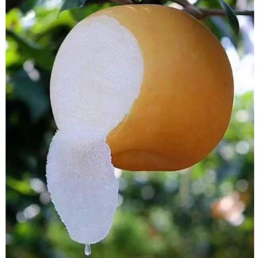 2025年中秋【顺丰/京东】山东秋月梨大果礼盒装(4.5斤-5斤)  清润爽甜 汁水丰富 商品图2