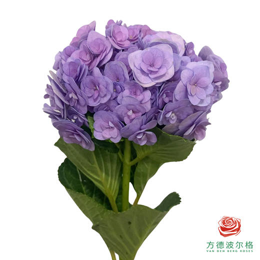 市场绣球 妖精之吻蓝紫色系 1枝 商品图0