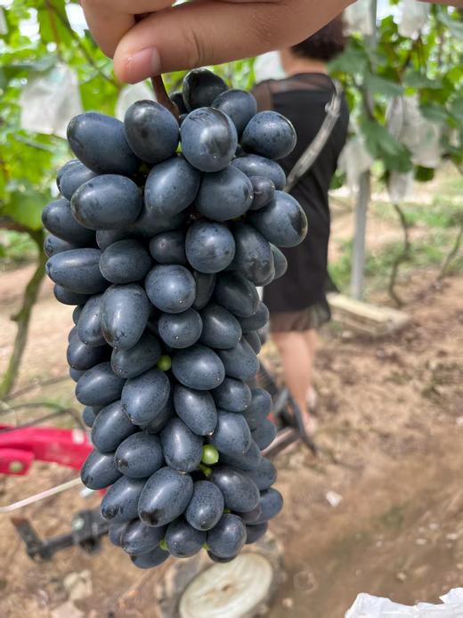 长顺四宝·紫王葡萄5斤(含箱)【GY】 商品图9