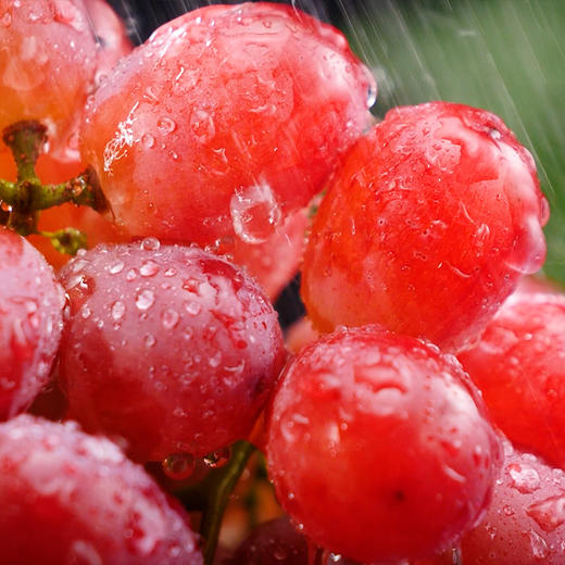 【顺丰直发】湖南本地东山无籽红提  自然成熟不催熟 粒粒饱满 酸甜多汁 皮薄脆嫩 商品图1