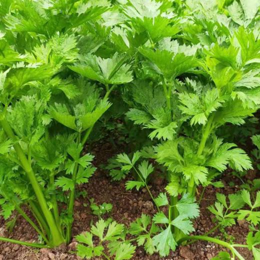 良道有机西芹  有机种植【顺丰快递】 商品图0