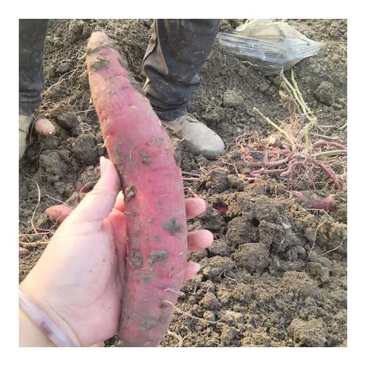 25年宁河红瑶甘薯 商品图12