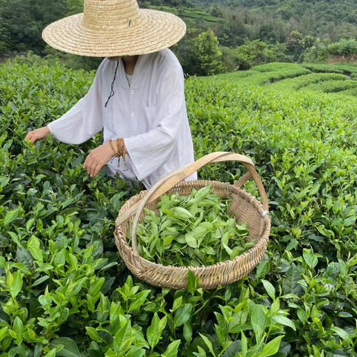 【凤品优选】九鲤禅茶 高山白茶 寿眉 入口清甜 四季皆宜 自种茶园  传统工艺自制 自种 日晒白茶 商品图3