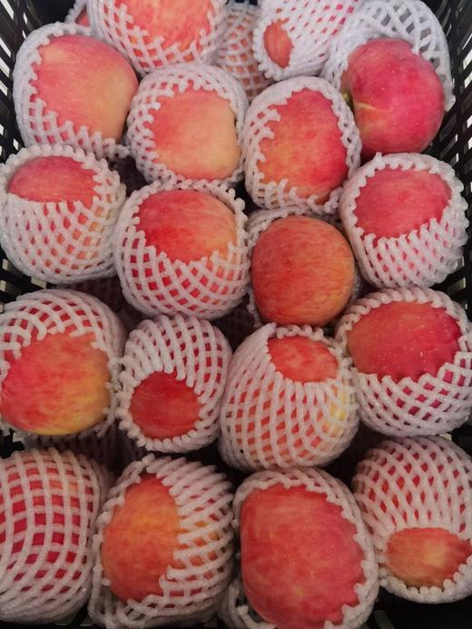 阿克苏早富士 商品图8