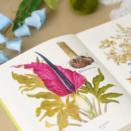 《植物圣经：欧洲传奇花园艾希施泰特花园图谱》植物科普手绘画册-分销 商品图3
