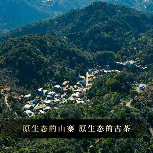 【茶王曼秀单株】2019年头春头采金奖资源片区曼秀；挑树挑采品质媲美单株级古树；普洱茶生茶饼 357克/饼，拍5发6拍20发25 商品图1