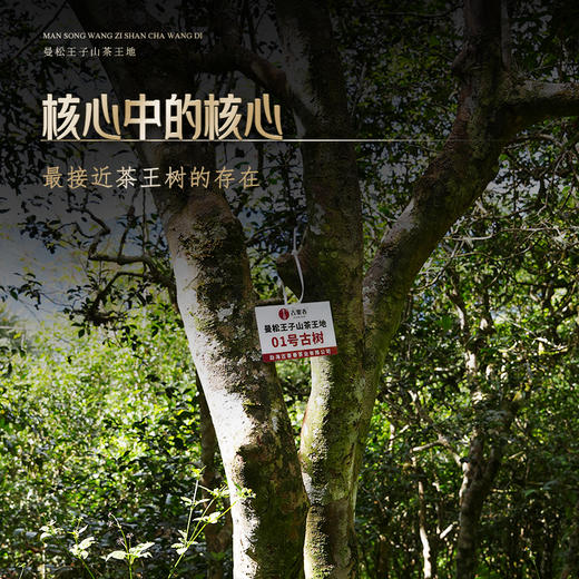 【曼松王子山茶王地】散茶2025年头春头采，挑采曼松茶王地最大最好的几棵古树制成，可以说是整片曼松最好的茶，一共只有几公斤 王者中的顶流蕞接近茶王树的口感！ 商品图7