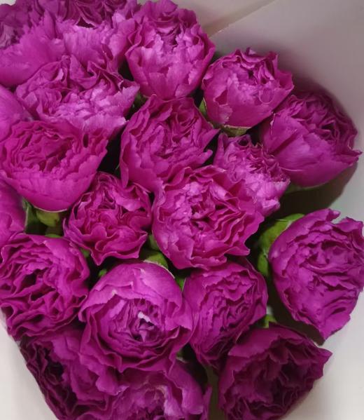 单康 | 闪亮 商品图0