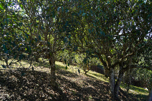 【新品开售】【品牌顶奢系列；一流纯料；最核心资源】【勐海茶王全球限量18饼】只有一年；2025年头春老班章茶王地核心古树资源；顶配茶！塔尖高奢品；357g/饼 商品图1