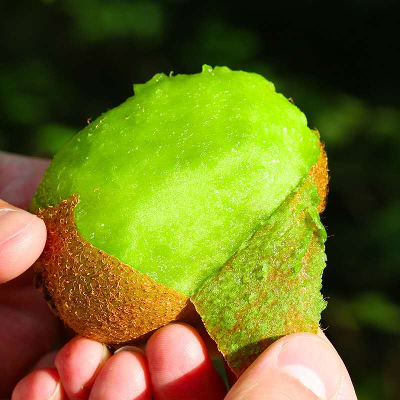 甜果源源 徐香猕猴桃