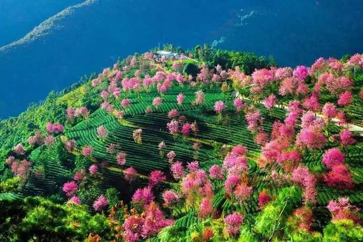 无量山樱花谷、剑湖拍水鸟、黄龙潭水上盆景、沙溪古镇、巍山古城6天摄影团 商品图10