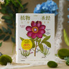 《植物圣经：欧洲传奇花园艾希施泰特花园图谱》植物科普手绘画册-分销 商品缩略图7