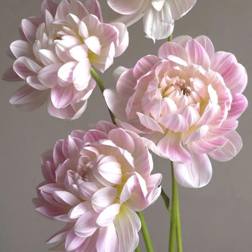 大丽花｜凯尔盖安｜5支 商品图2