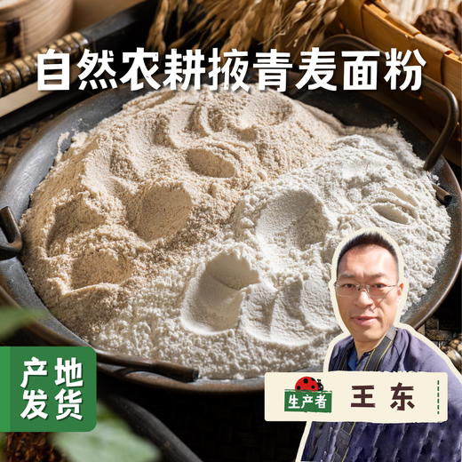 自然农耕掖青麦面粉 5斤/10斤（白面粉/全麦面粉）| 合作农友生产，产自北京，生产者：王东 *【公平贸易农人定价】 商品图0