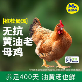 【蛋鲜森❗️黄油老母鸡】养足400天「无抗黄油老母鸡」油黄汤也鲜，不使用激素/0抗生素，谷饲喂养品质更安心，老母鸡2只装(套无抗彩)+650g童子鸡1只装(不套彩)L-d