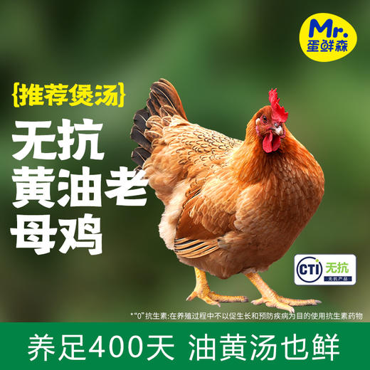 【蛋鲜森❗️黄油老母鸡】养足400天「无抗黄油老母鸡」油黄汤也鲜，不使用激素/0抗生素，谷饲喂养品质更安心，老母鸡2只装(套无抗彩)+650g童子鸡1只装(不套彩)L-d 商品图0