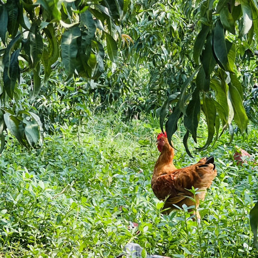 散养(青年公鸡/老母鸡) 商品图3