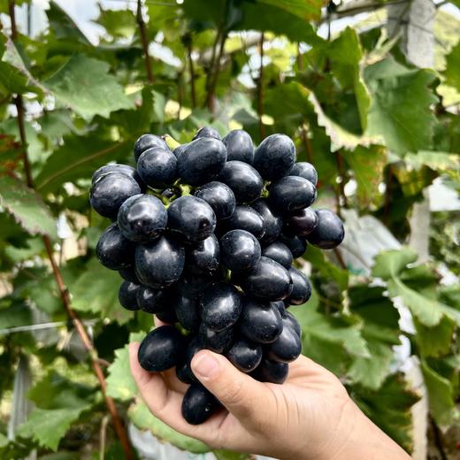 长顺四宝·紫王葡萄5斤(含箱)【GY】 商品图7