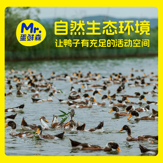 【舌尖上的美味❗️巢湖仔麻鸭】农家散养鸭子仔，蛋鲜森巢湖仔麻鸭，肉质紧实鲜嫩美味，急冻锁鲜麻鸭啤酒鸭烤鸭新鲜鸭肉土鸭整鸭L-d 商品图3