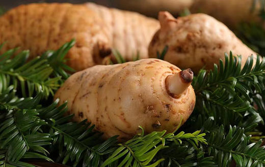 【昭通新鲜天麻】灵秀天成｜食药同源，可祛风补脑·养肝安神·止头疼·提高记忆·汁多肉脆·味甜爽口 煲汤｜炒菜｜泡酒｜泡茶｜炖肉都🉑！ 商品图3