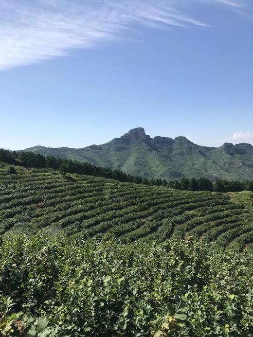 【2025新榛子上市】朝阳喀左野生熟榛子大粒开口4斤装  自然保护区纯野生 不打农药不上化肥 人工精挑细选 出仁率95%以上 全国包邮 商品图9