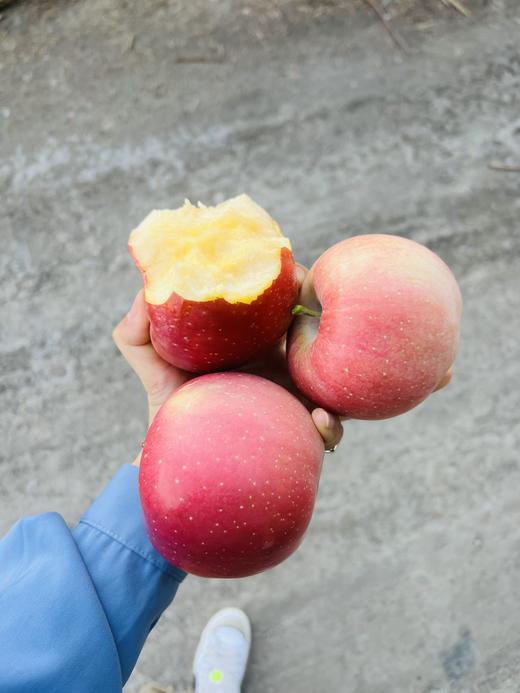 阿克苏早富士 商品图2