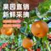 农心农意秋月梨梨中臻品细腻无渣，补水又润燥加赠中秋礼袋 商品缩略图3